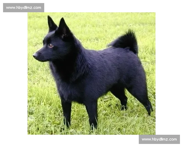 穆勒警示：奥克兰城不可小觑，对手必将全力应战